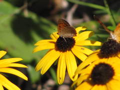 Lycaena phlaeas hypophlaeas