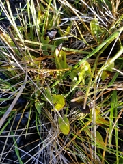 Parnassia palustris