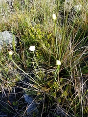 Parnassia palustris
