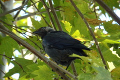 Corvus monedula