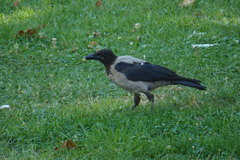 Corvus cornix
