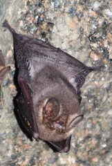 Amorphochilus schnablii