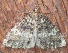 Hydriomena furcata