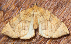Eulithis propulsata