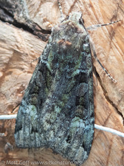 Anaplectoides prasina