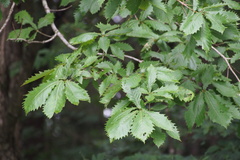 Quercus crispula