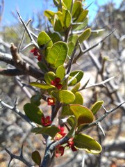 Castela peninsularis