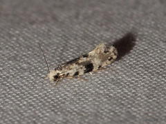 Nemapogon auropulvella