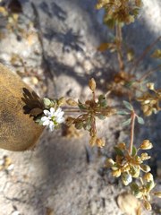 Drymaria holosteoides