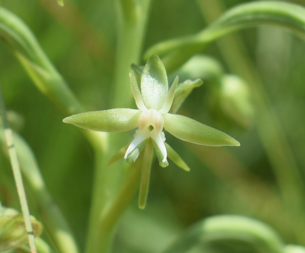 Habenaria humilior