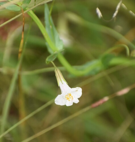 Image of Mimulus strictus by (c) Justin Ponder, some rights reserved (CC BY)