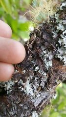 Pseudocyphellaria haywardiorum