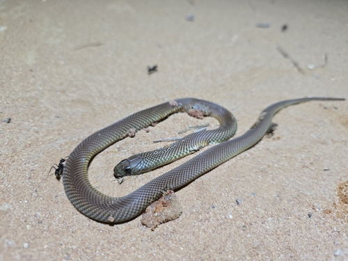 Mulga Snake sighting