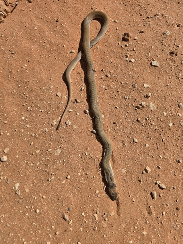 Ringed Brown Snake