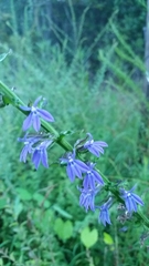 Lobelia