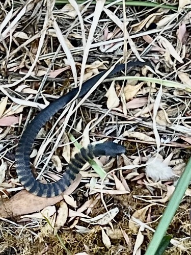 Tiger Snake sighting