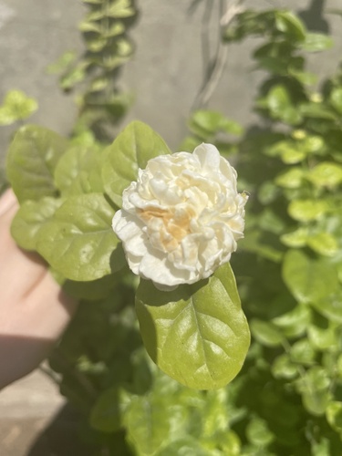Arabian Jasmine