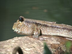 Giant Mudskipper photo 5