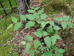 Betula lanata