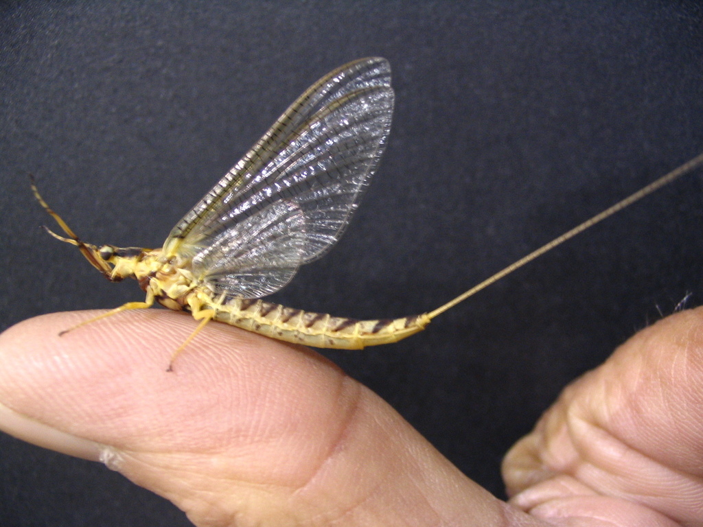 Giant Mayflies
