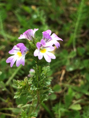 Euphrasia frigida