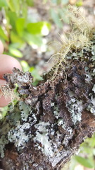 Pseudocyphellaria haywardiorum