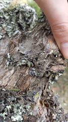 Pseudocyphellaria haywardiorum