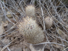 Mammillaria pottsii