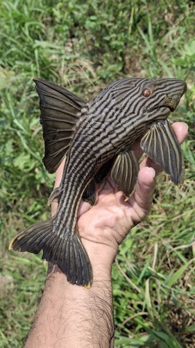Panaque (Panaque nigrolineatus) — Loricariidae