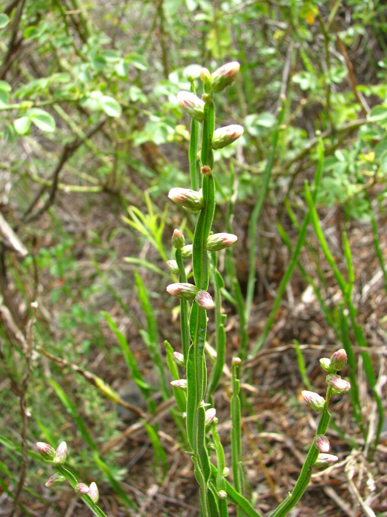 Baccharis lorentzii