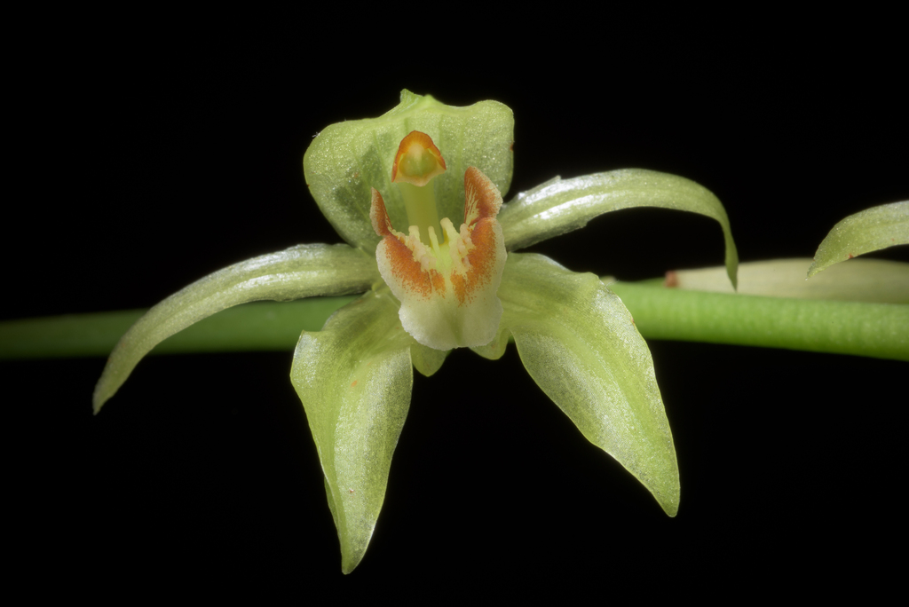 Coelogyne chloroptera