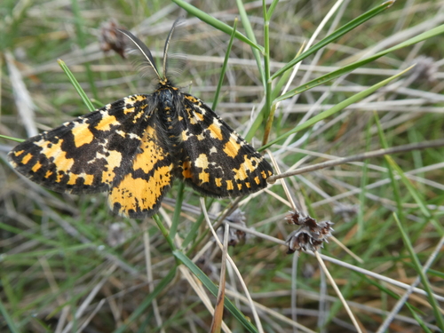 Eurranthis plummistaria