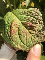 Cercospora hydrangeae