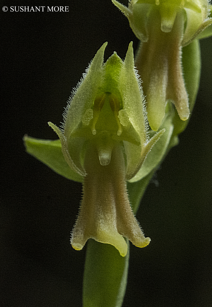 Habenaria barbata