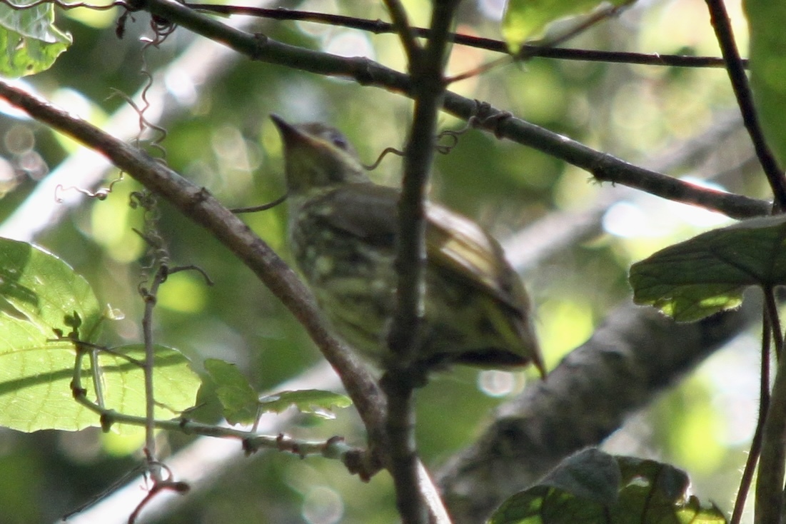 Velvet Asity (Philepitta castanea), photo 3
