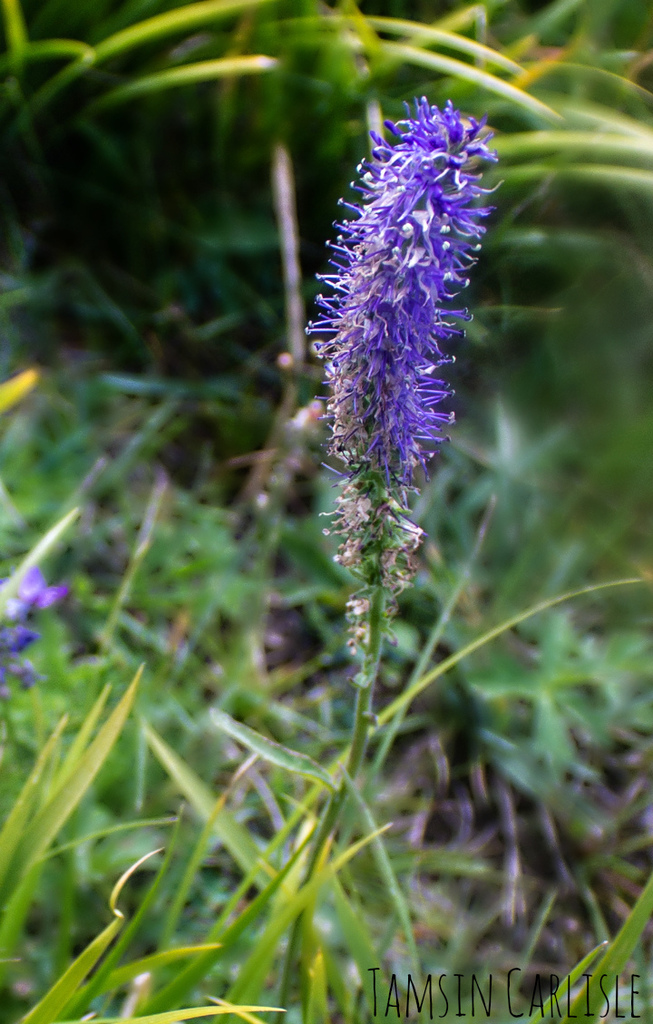 Veronica porphyriana