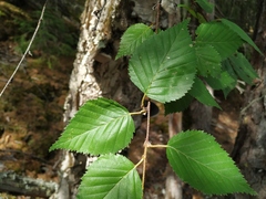 Betula lanata