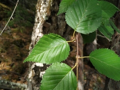 Betula lanata