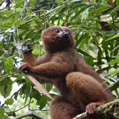 Red-Bellied Lemur photo 4