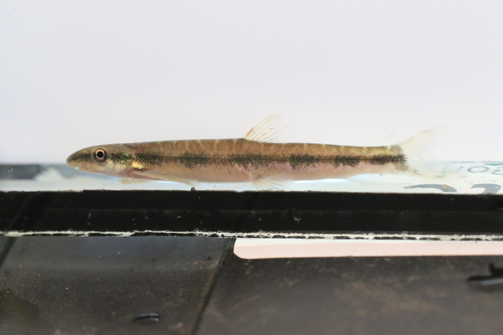 Cameroon kneria (Parakneria cameronensis) — Kneriidae