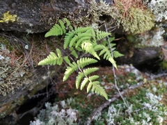 Gymnocarpium jessoense