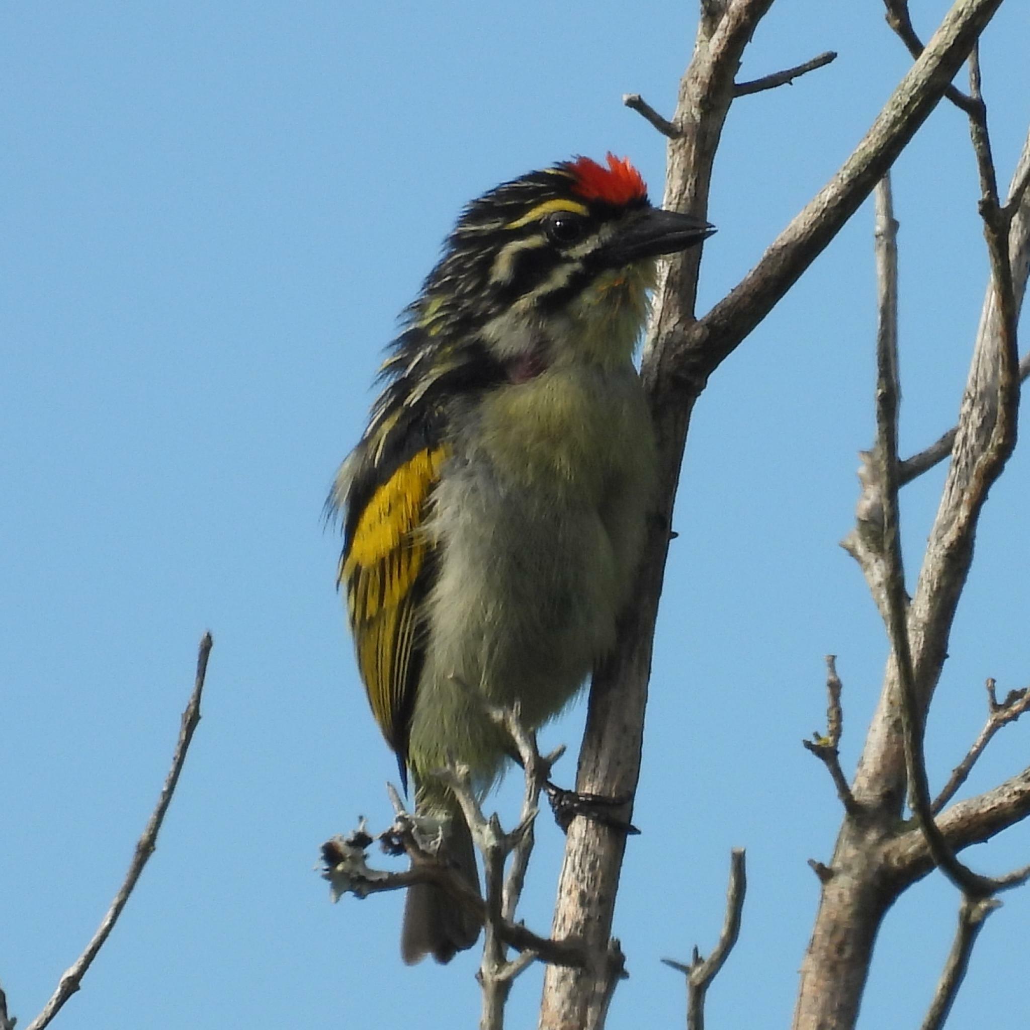 Southern Red-fronted Tinkerbird (Pogoniulus pusillus), photo 3