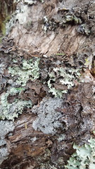 Pseudocyphellaria haywardiorum
