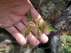 Gymnocarpium jessoense