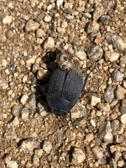 Eusattus reticulatus