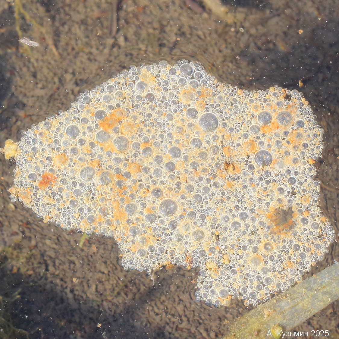 Бактерии (Bacteria)