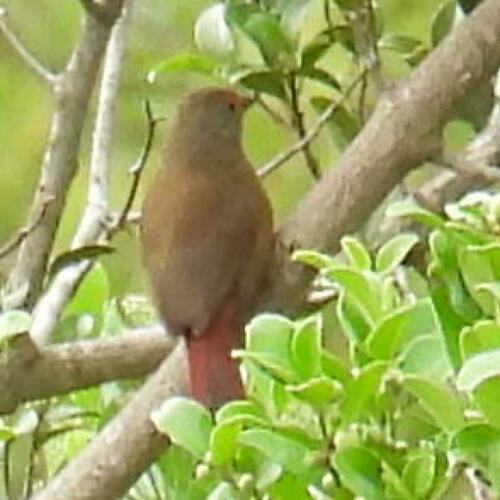 African Firefinch (Lagonosticta rubricata), photo 8