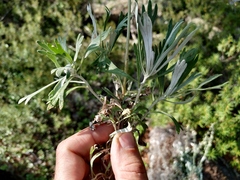 Artemisia lagocephala