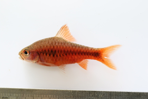 Chiumbe barb (Enteromius chiumbeensis) — Cyprinidae — 2
