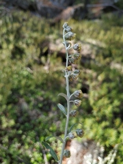 Artemisia lagocephala